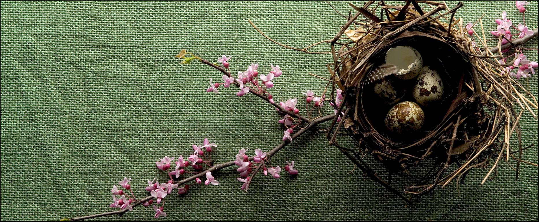 Birds nest with flowers and bird eggs on a textured green burlap background