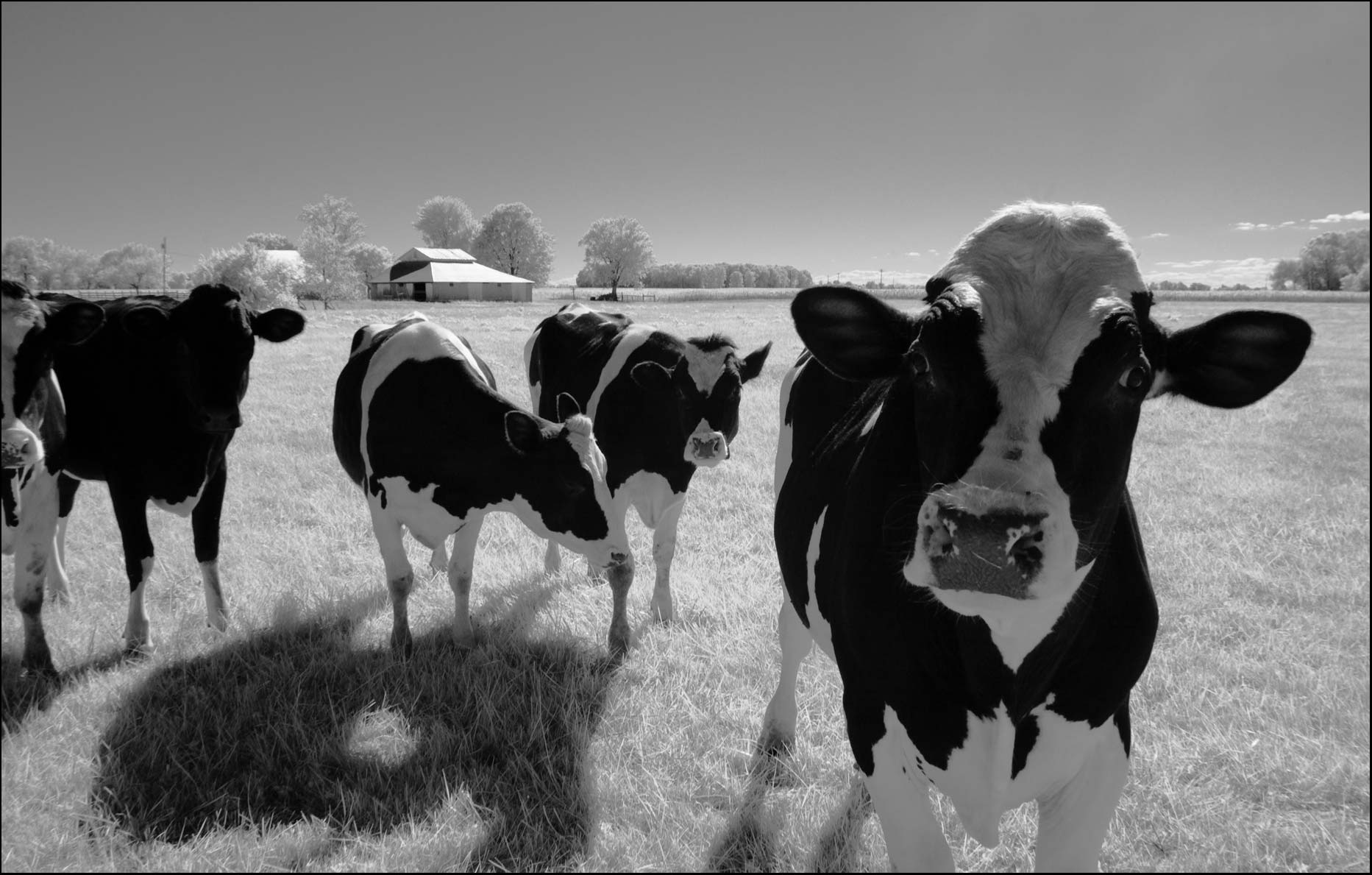 Holstein cows in Black and white infrared 